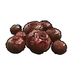 Bacche cotte